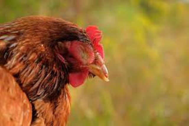 Gà bị nhiễm bệnh có khả năng lây bệnh có gà khỏe mạnh khá cao 