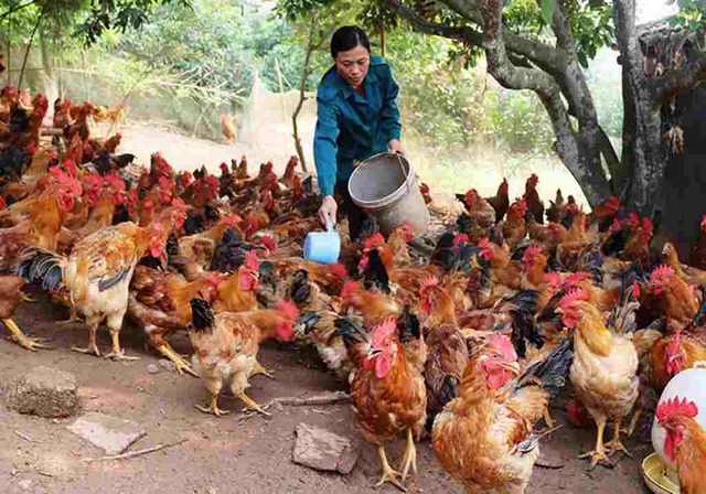 Lưu ý về cách chăm sóc gà chiến khỏe mạnh
